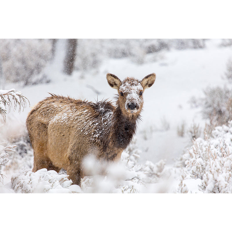 Elk Animal Wallpaper Mural Contemporary Style Wall Art for Living Room