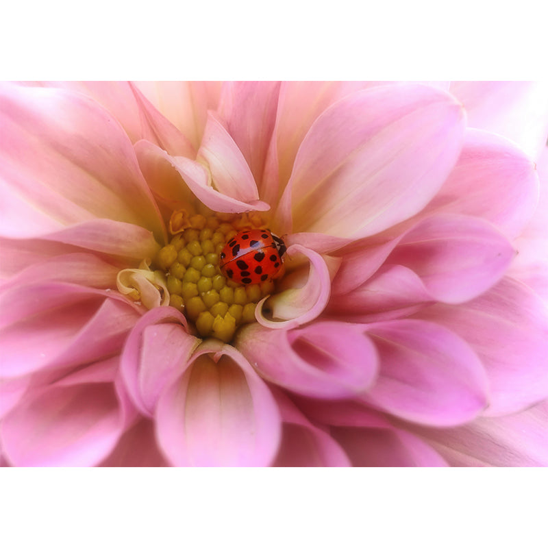 Ladybug Animal Wallpaper Mural Contemporary Style Wall Art for Living Room