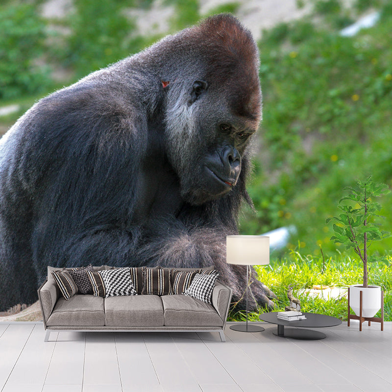 Chimpanzees Animal Wallpaper Mural Contemporary Style Wall Art for Living Room