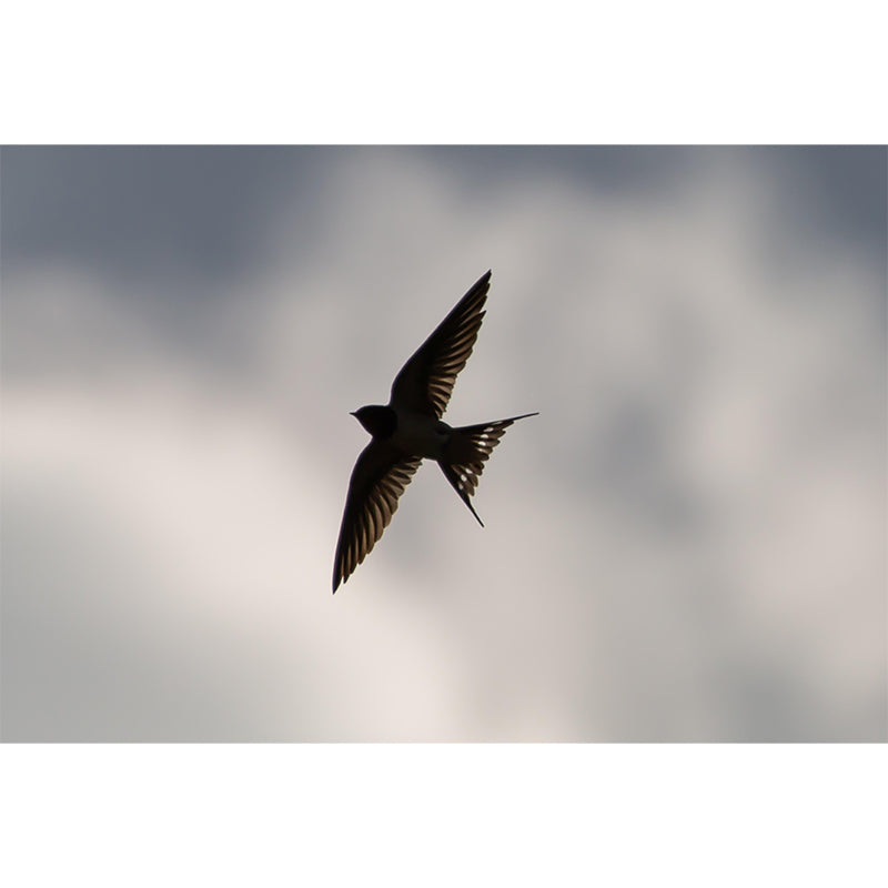 Swallow Animal Wallpaper Mural Contemporary Style Wall Art for Living Room