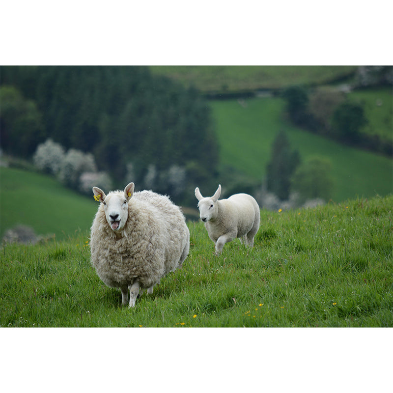 Sheep Animal Wallpaper Mural Contemporary Style Wall Art for Living Room