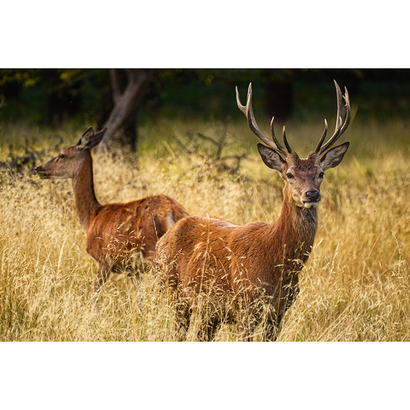 Deer Customized Modern Animal Mural Wallpaper Waterproofing, Personalized Size