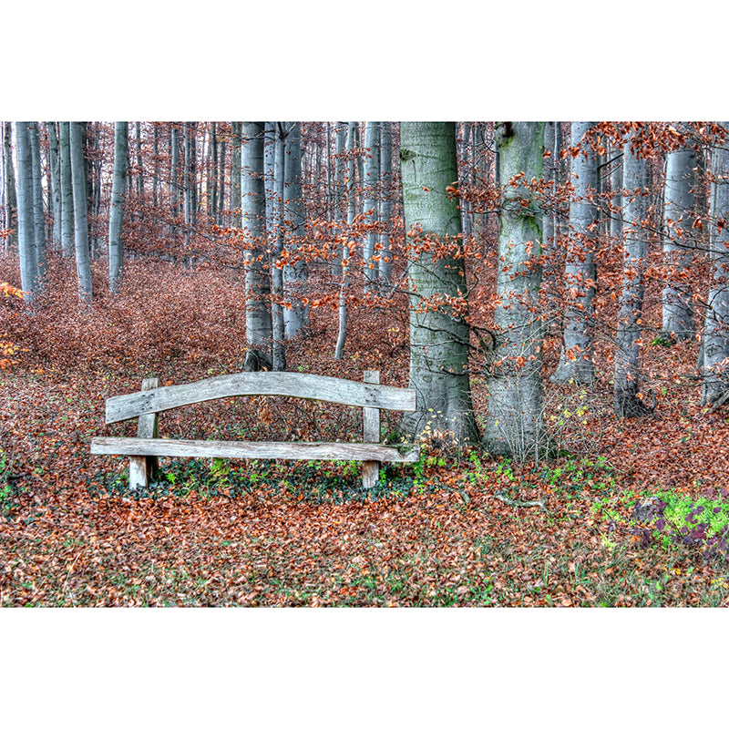 Autumn Forest Landscape Removable Wall Mural for Reading Room, Stain Resistant