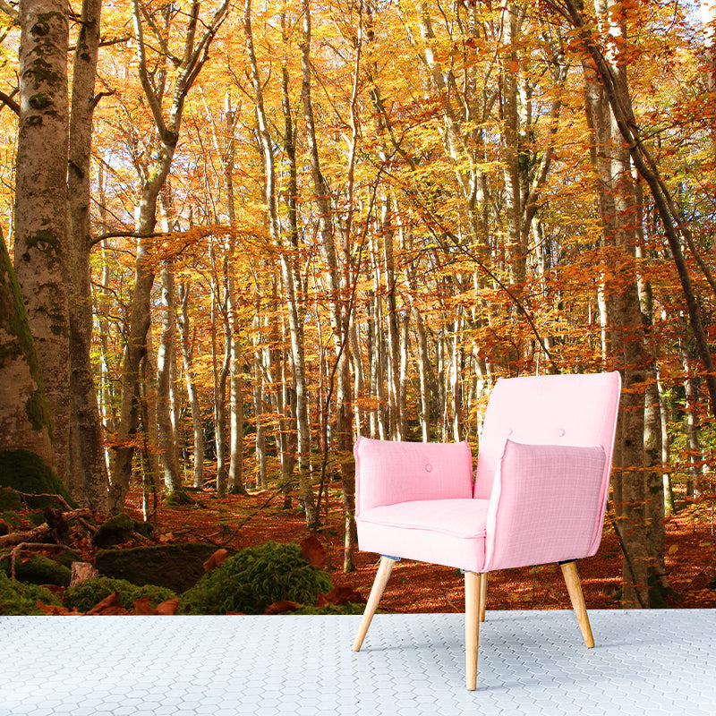 Autumn Forest Landscape Removable Wall Mural for Reading Room, Stain Resistant