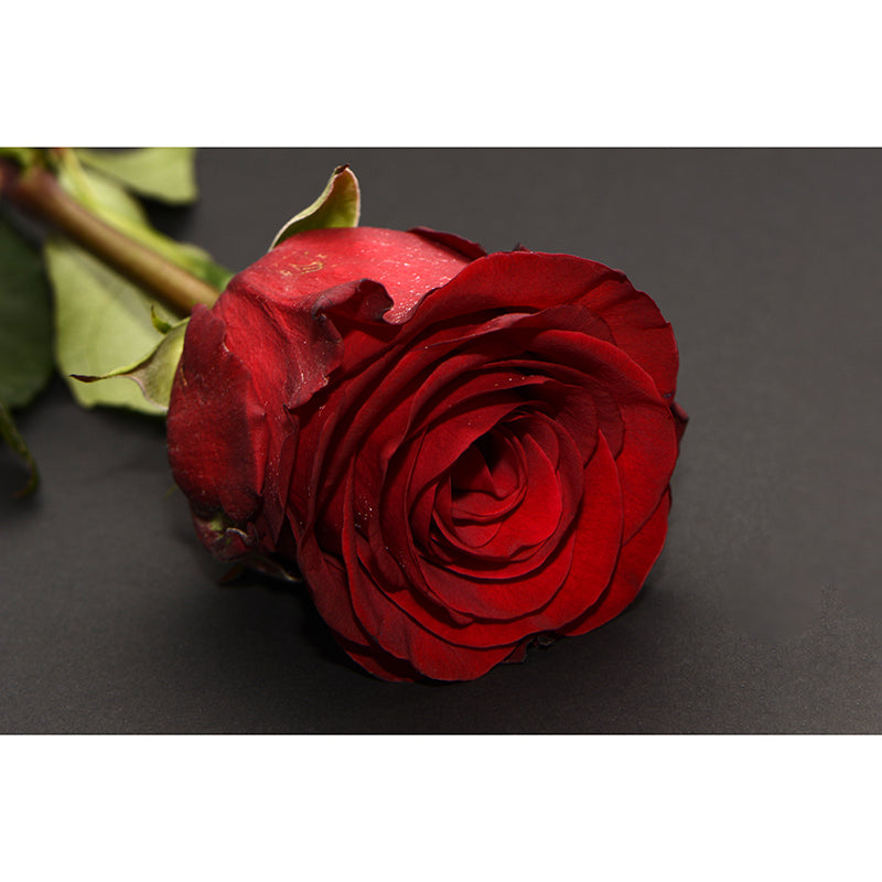 Rose Full Size Wall Covering for Home Decoration Water Resistant, Made to Measure