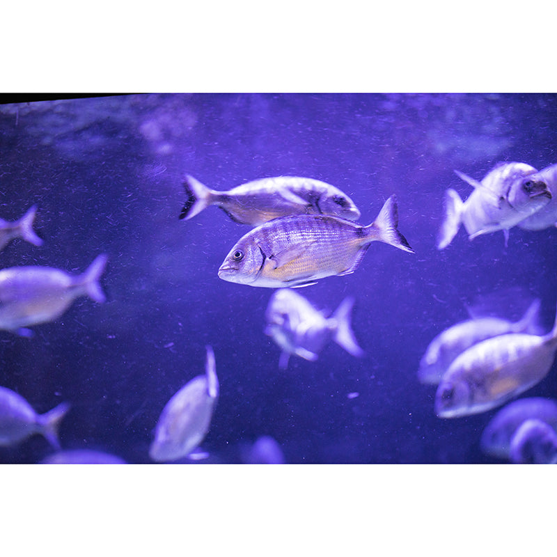 Undersea World Wall Decor for Living Room Sleeping Room, Moisture Resistant