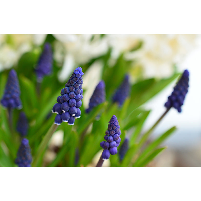 Hyacinth Modern Mural Decal Stain Resistant Wall Covering for Bedroom Bathroom