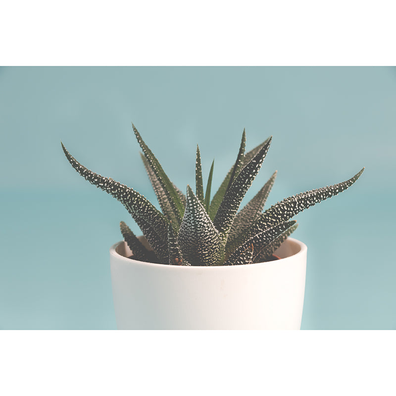 Plant Mural Decal Moisture Resistant Contemporary Bathroom Wall Covering