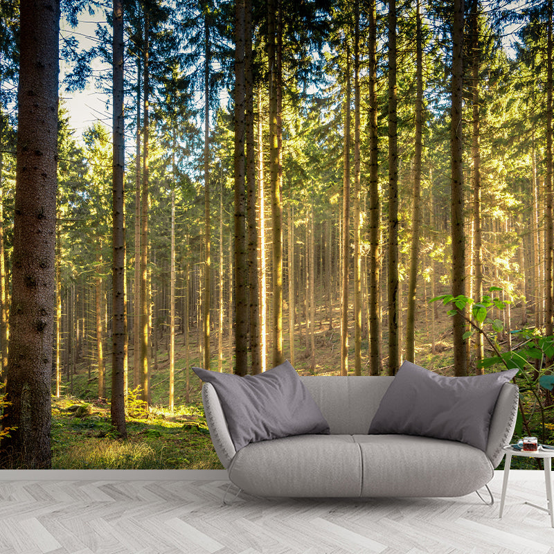 Forest Landscape Removable Wall Mural for Sitting Room, Water Resistant