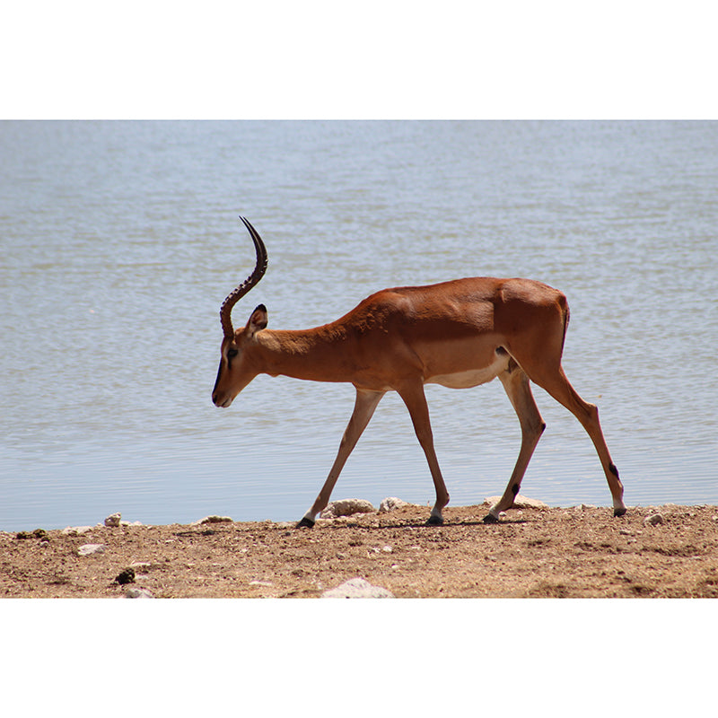 Springbok Mural Wallpaper Stain Resistant Wall Covering for Living Room