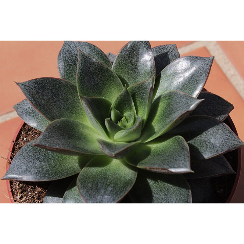 Plants Wall Decals Removable Wall Art Decor for Office Home Apartment, Moisture Resistant