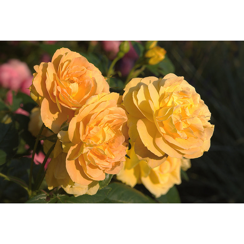 Rose Wall Mural Stain-Resistant Wall Decor for Guest Room, Personalized Size Available