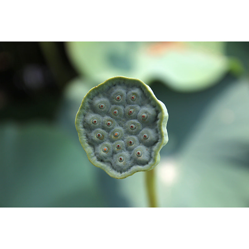 Water Plants Wall Mural for Home Decor Customized Wall Covering, Moisture Resistant