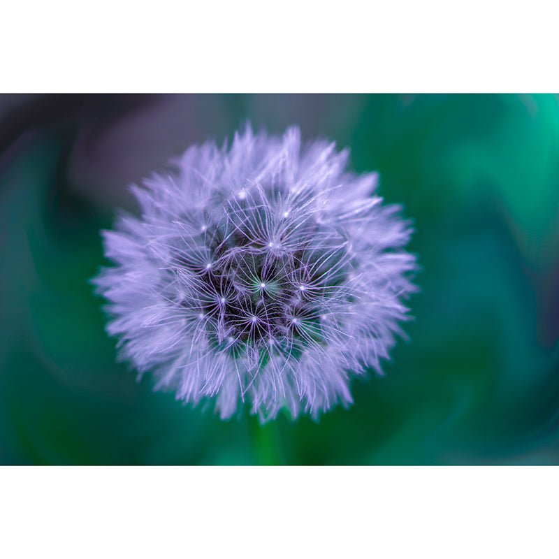 Dandelion Seed Wall Covering for Reading Room Bedroomm, Water Resistant