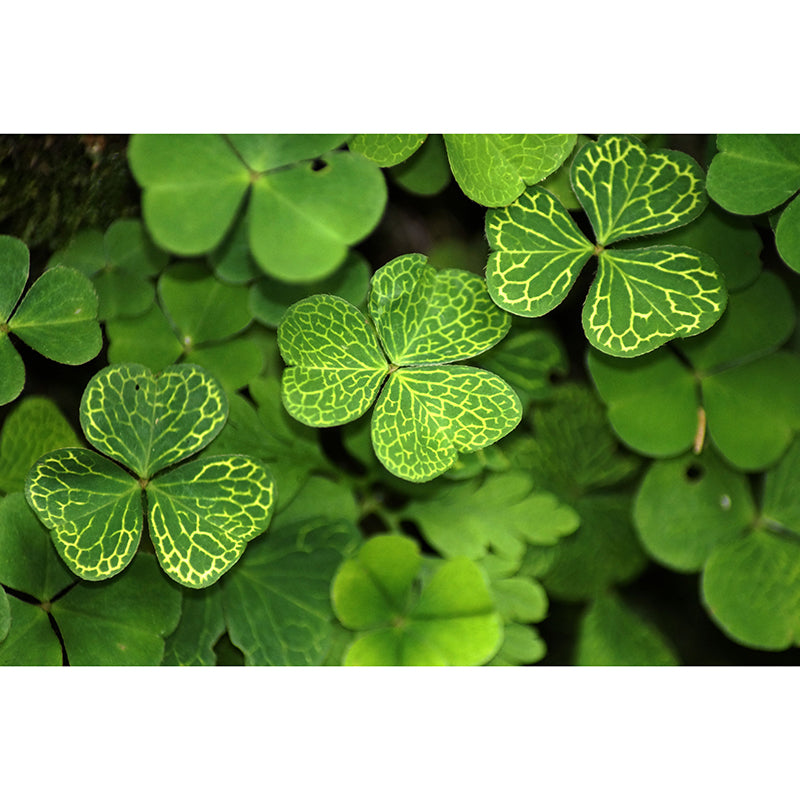 Clover Plant Mural Decal for Reading Room Study Room, Moisture Resistant