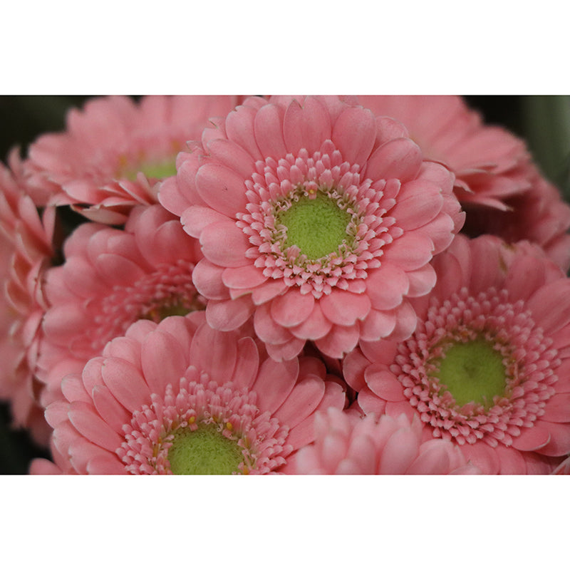 Pink Flower Mural for Living Room Decoration Moisture Resistant, Custom Size Available