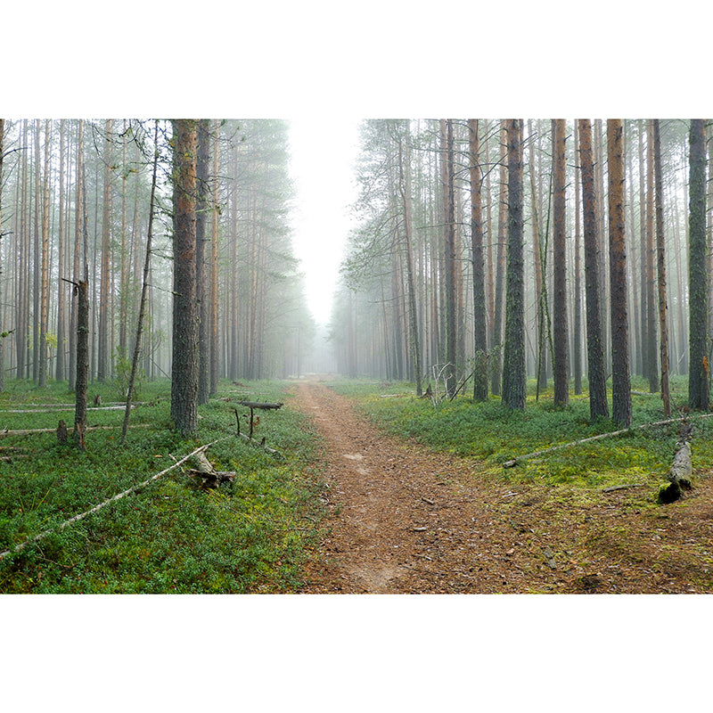 Forest Photo Wall Mural for Living Room Bedroom, Removable, Customized Size