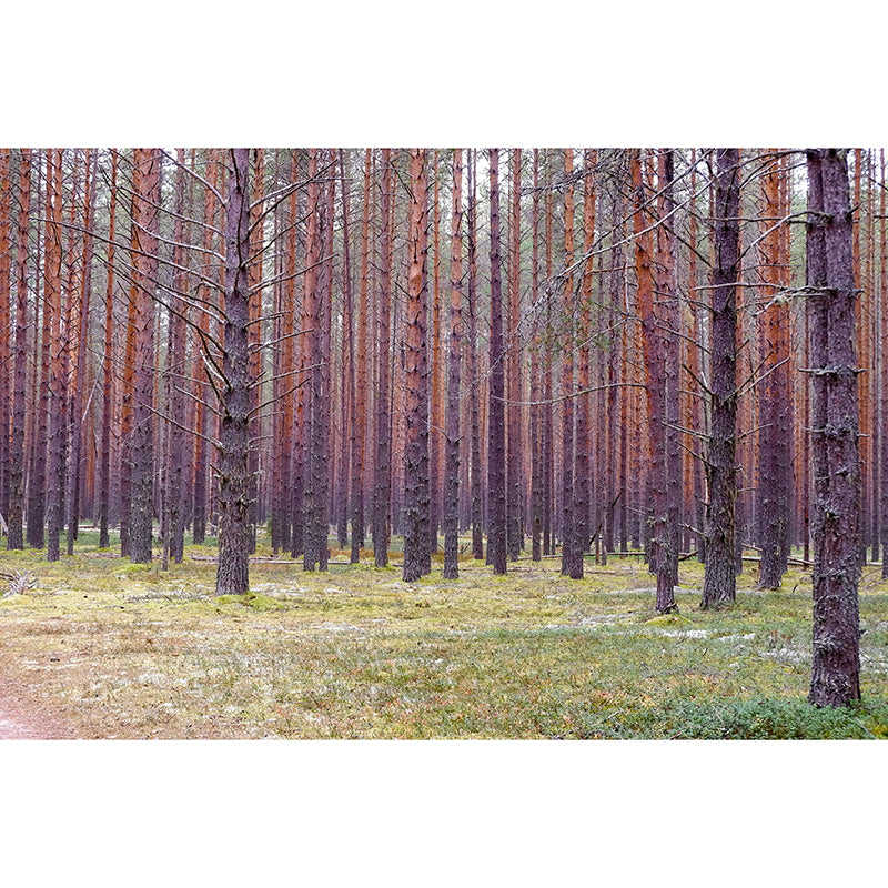 Forest Mural Wallpaper Full Size Stain-Resistant Living Room Home Decor