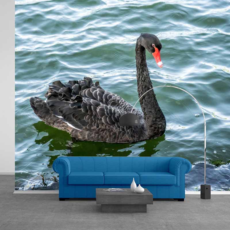 Photography Black Swan Wall Mural Decorative Mildew Resistant for Living Room