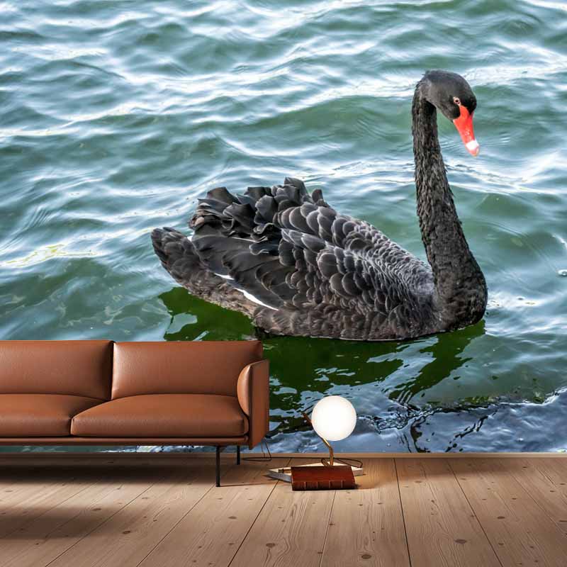 Photography Black Swan Wall Mural Decorative Mildew Resistant for Living Room