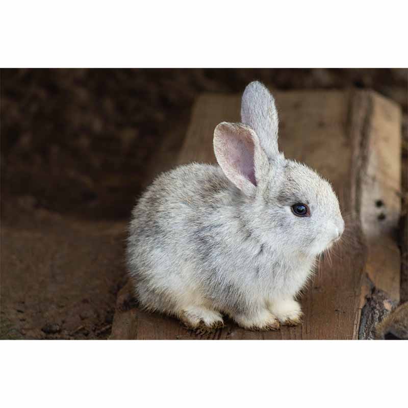 Customized Lovely Rabbit Mural Environment Friendly Wallpaper for Guest Room