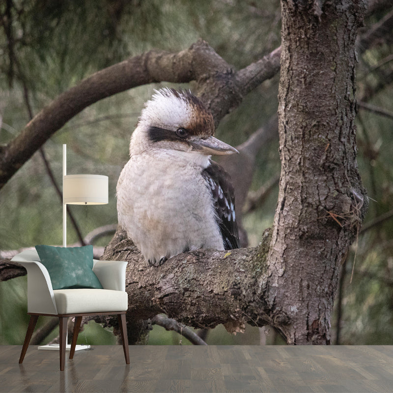 Horizontal  Photography Kookaburra Wall Mural Decorative Mildew Resistant for Living Room