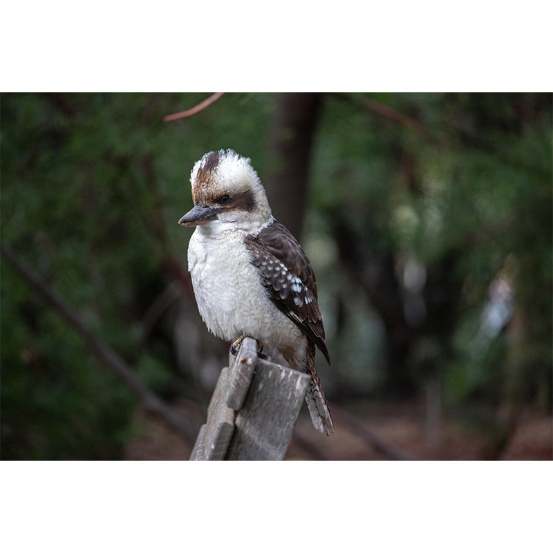 Horizontal  Photography Kookaburra Wall Mural Decorative Mildew Resistant for Living Room