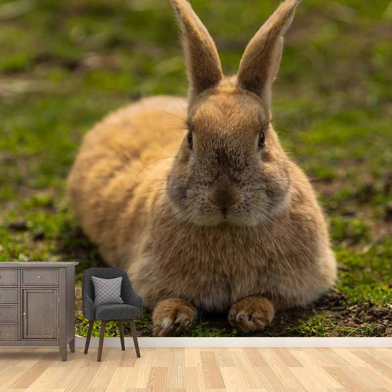 Horizontal  Photography Hare Wall Mural Decorative Mildew Resistant for Living Room
