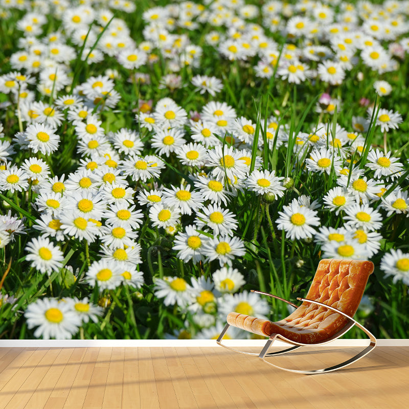 Horizontal Photography Daisy Wall Mural for Living Room Girls Women Bedroom