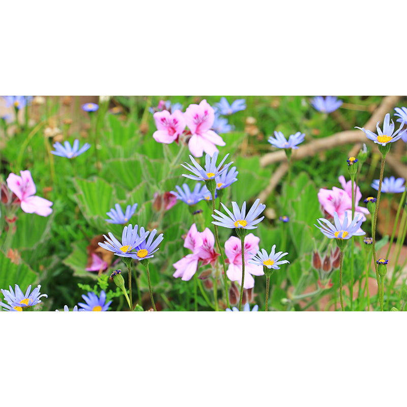 Horizontal Photography Daisy Wall Mural for Living Room Girls Women Bedroom