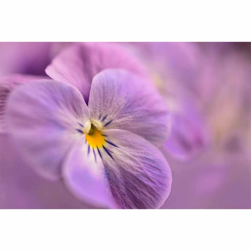 Customized Pansy Wall Mural Environment Friendly Wallpaper for Guest Room