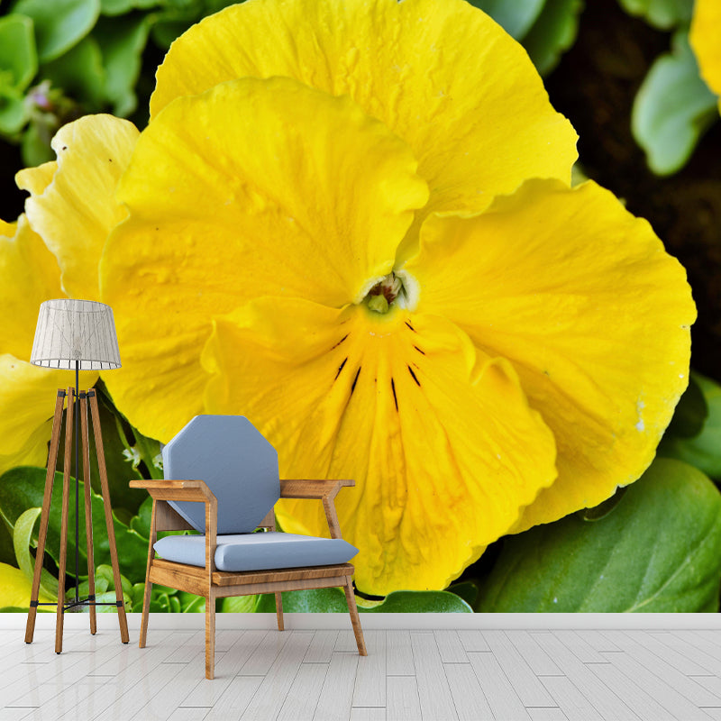 Horizontal Photography Pansy Wall Mural for Living Room Girls Women Bedroom