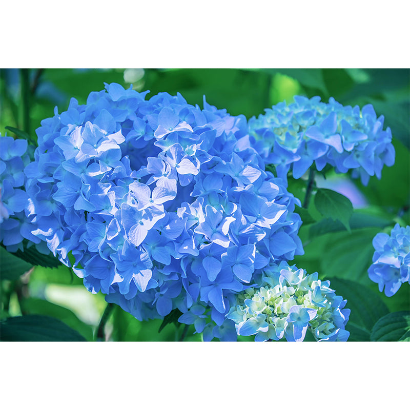 Horizontal Photography Hydrangea Wall Mural for Living Room Girls Women Bedroom