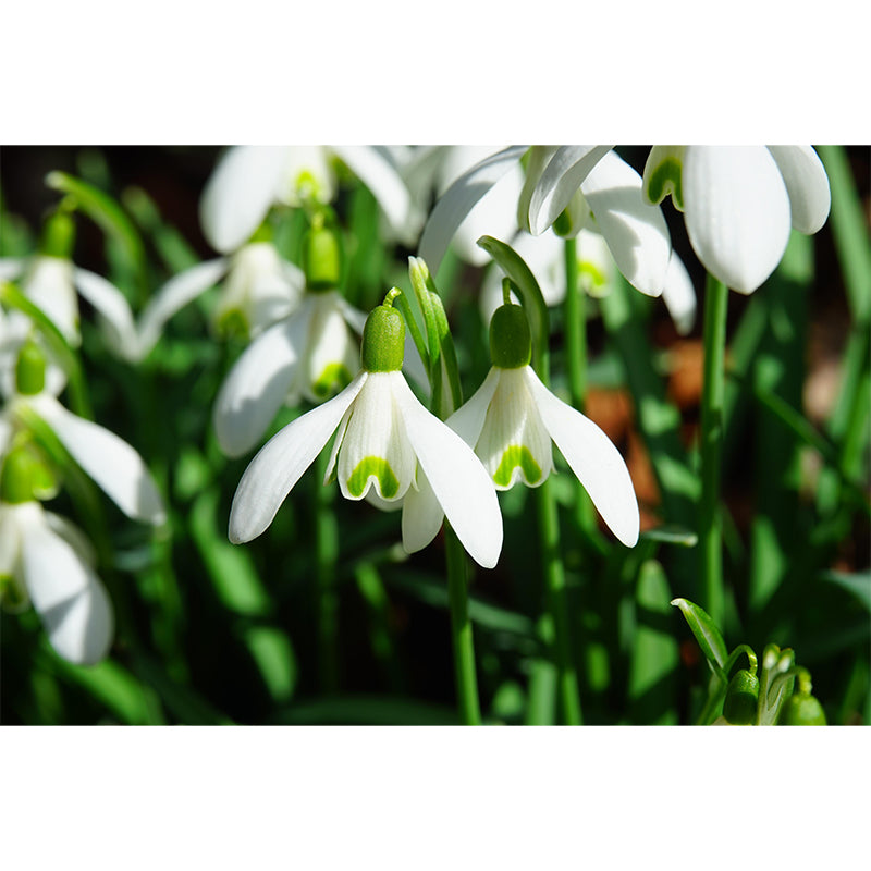 Horizontal Photography Snowdrops Wall Mural for Living Room Girls Women Bedroom