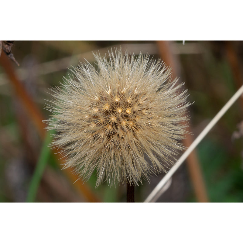 Dandelion Seeds Wall Mural Decal Moisture Resistant Home Decor in Light Color