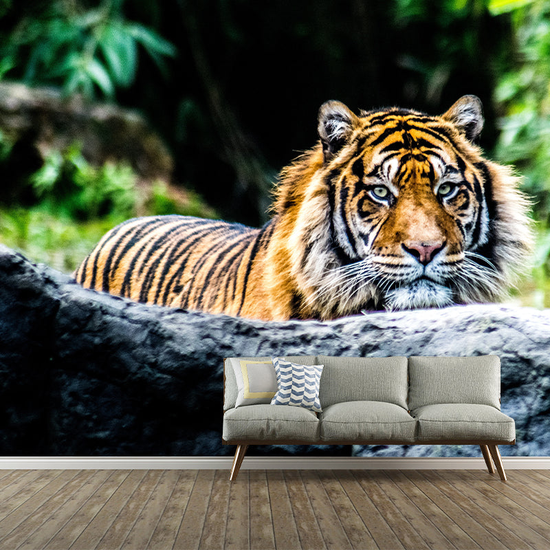 Tiger Animal Mural Wallpaper for Sitting Room Water Resistant, Made to Measure
