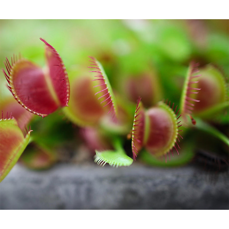 Contemporary Venus Flytrap Mural Environment Friendly Wallpaper for Living Room