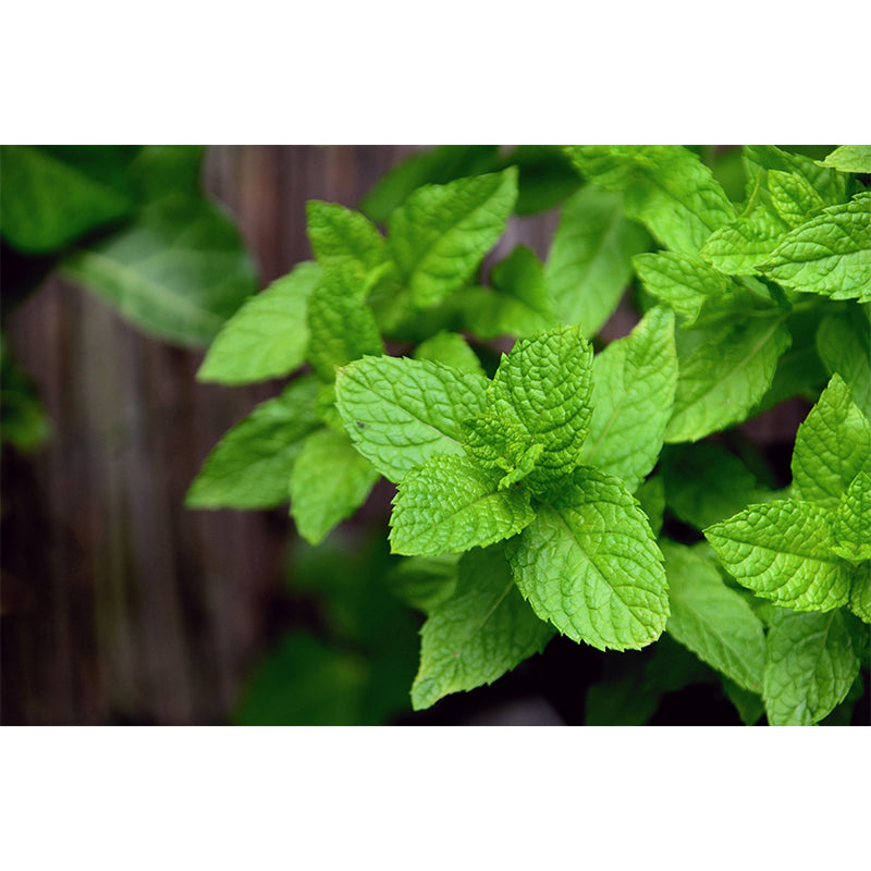 Contemporary Mint Mural Environment Friendly Wallpaper for Living Room