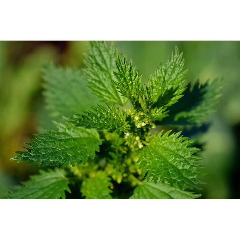 Customized Nettle Mural Light Color Wall Decor Mildew Resistant for Living Room