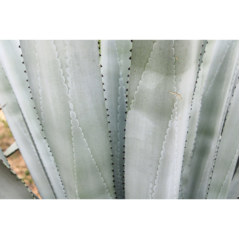 Agave Plant Murals Contemporary Style Photography for Bedroom Home Decor