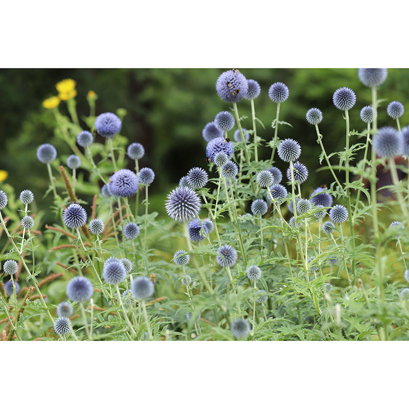 Echinops Plant Wall Covering for Living Room Moisture Resistant, Made to Measure