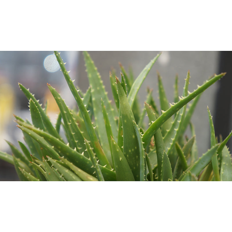 Green Plants Mural Mildew Resistant Wall Decor for House Interior, Personalized Size Available