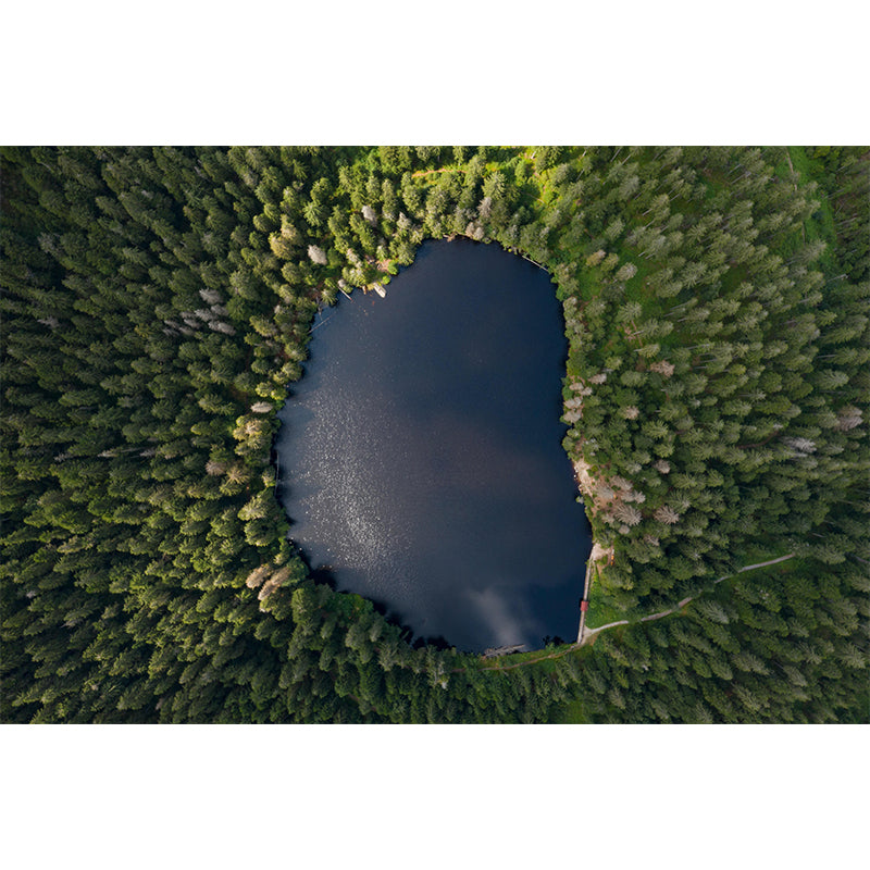 Huge Forest Landscapes Mural Horizontal Photography Wall Covering for Bedroom