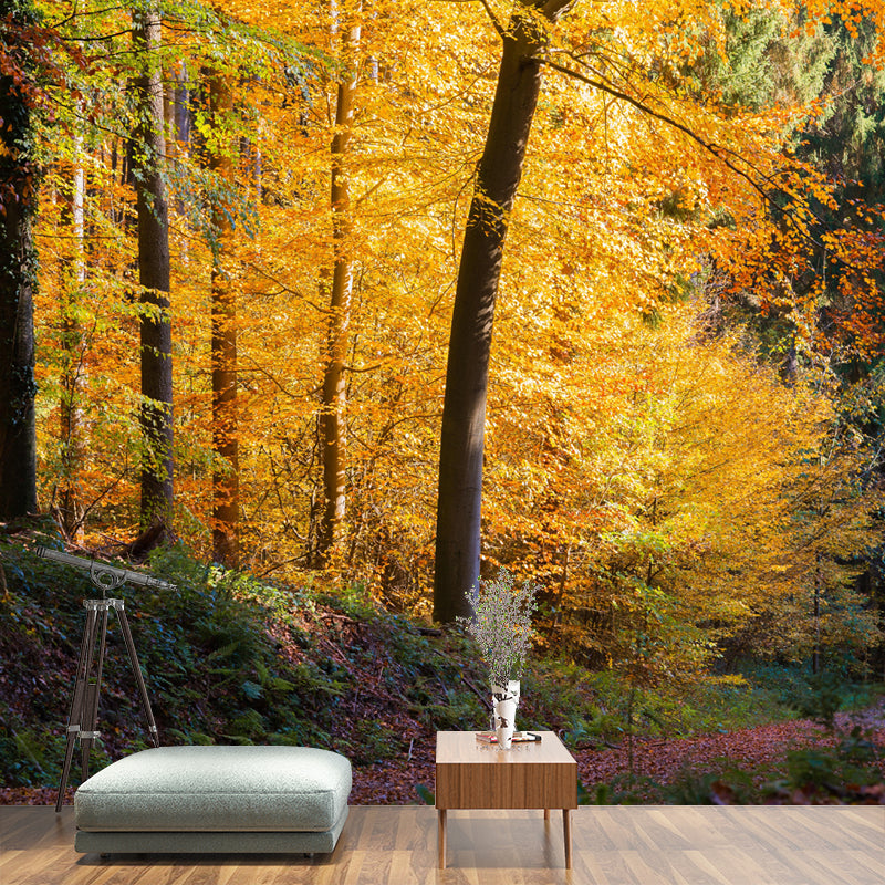 Huge Forest Landscapes Mural Horizontal Photography Wall Covering for Living Room