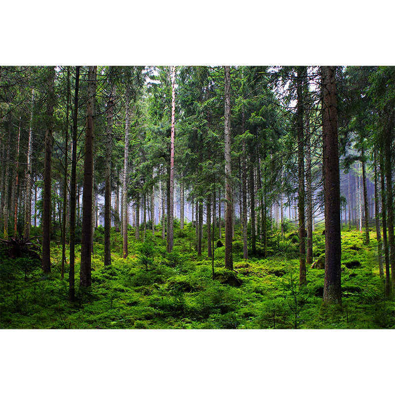 Huge Forest Landscapes Mural Horizontal Photography Wall Covering for Living Room