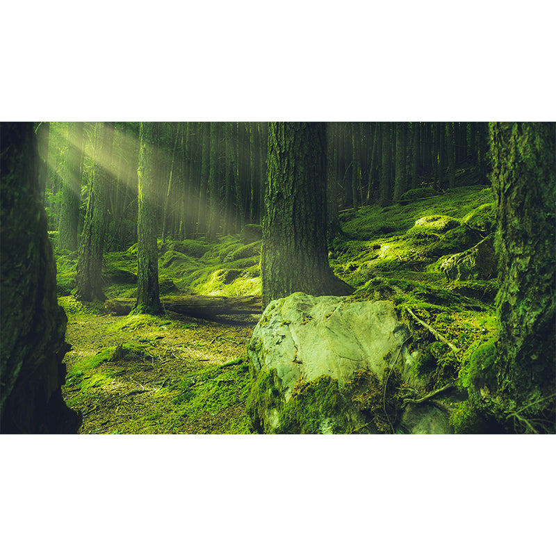 Huge Forest Mural Horizontal Photography Wall Covering for Dining Room