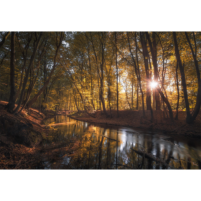 Forest Mural Mildew Resistant Contemporary Wall Covering for Dining Room