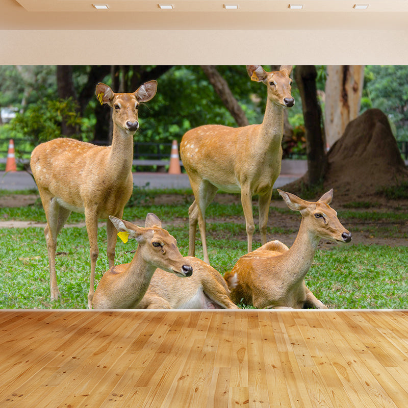 Deer Animal Wall Mural Wallpaper Photography Horizontal Wall Decor for Home