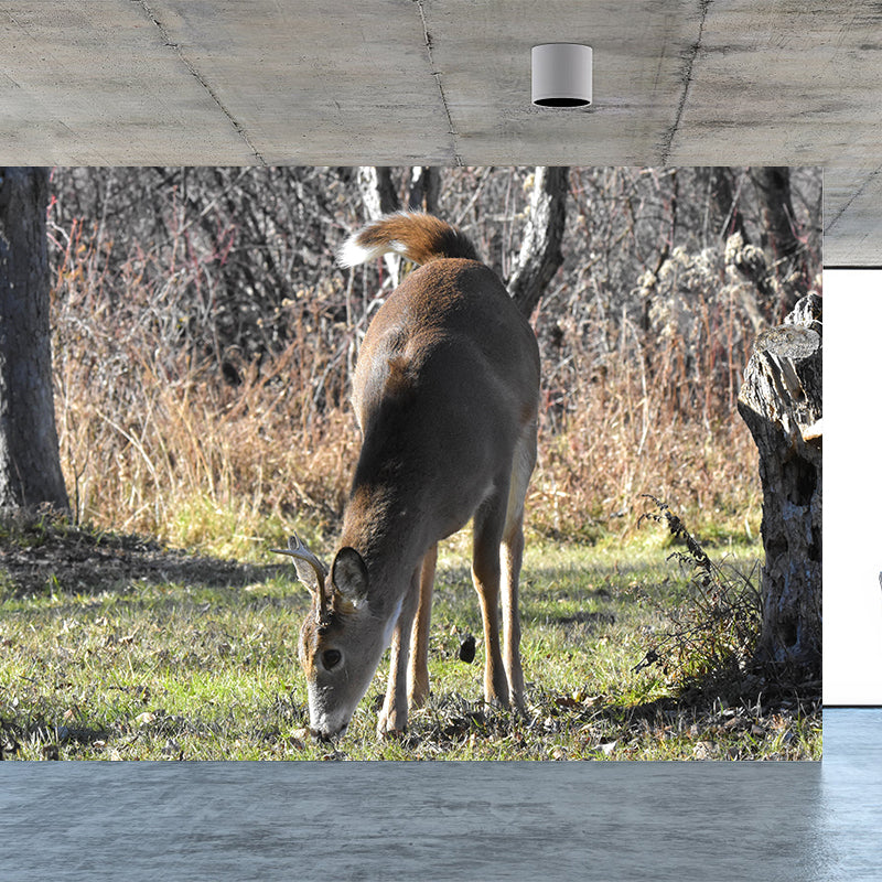 Deer Animal Wall Mural Wallpaper Photography Horizontal Wall Decor for Home