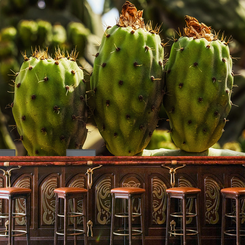 Tropical Cactus Removable Wall Mural for Reading Room, Made to Measure